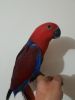 Gorgeous Hand Reared Baby Eclectus