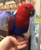 Beautiful Eclectus Parrots For Sale.