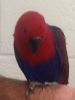 13 weeks fully tame Eclectus parrot