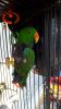 Pair of Eclectus parrots