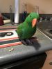 2 young male Eclectus Parrots for sale