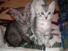 VCETY Egyptian Mau kittens