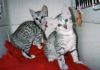 Lovely Egyptian Mau Kittens
