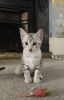 Gorgeous Egyptian Mau Kittens for sale