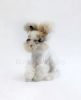 English Angora for sale Fort Lauderdale