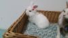 White fluffy wally bunny