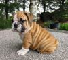 AKC registered English Bulldog puppies from DNA Health tested parents