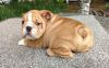 Lovely English Bulldog puppies set for good homes. Text: