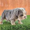 English bulldog puppies for sale and adoption