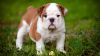 English bull puppies for sale