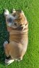 Gorgeous English Bulldog Puppy