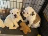 British Bulldog puppies for Sale