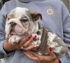 (909) Cute Merle (492) English (0946) bulldog puppies