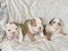 English bulldogs for sell