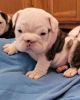Home Trained English Bulldogs Available Now