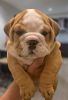 English Bulldog Puppy In need Of A Home