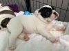 AKC ENGLISH BULLDOG PUPPIES 7 WEEKS OLD FOR SALE