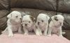 Litter of 4 English Bulldog Puppies