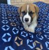 Husky/Bulldog/Mastiff pups