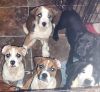 English Bullweiler Puppies ready for furever homes!