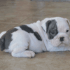 Beautiful Little English Bulldog Puppy
