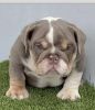 French and English bulldogs