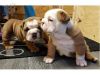 English Bulldog puppies available