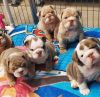 English bulldog puppies available for sale
