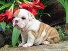 Males & Females English Bulldog Puppies Available