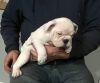 English Bulldog puppies for Sale