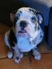 Diana Prince, 3 colors, blue eyes pure breeds English Bulldog
