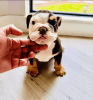 Chocolate Tri Mini English Bulldog