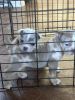 Puppies English bulldog Merle lilac & black Merle