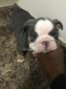 Exotic English bulldogs for sale