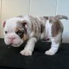Cute English Bulldog Puppy
