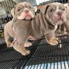 English Bulldog Puppies for Adoption Urgently