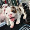 Cute English Bulldog Puppies For Sale