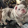 Bulldog Puppies for Sale