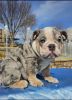Pyppy For Sale, Blue Tri Merle