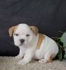 AKC English bulldog puppy for adoption.