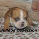 Charming looking english bulldog for adoption