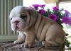 Stunning KC Registered English Bulldog Puppies
