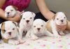 AKC Pedigree English Bulldog Puppies Available.