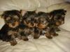Yorkie Puppies! 12 wks old