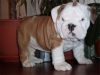 Cute Quality AKC English/French Bulldog Puppies