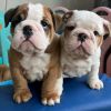 Pure Breed English Bulldog Puppies