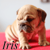 Iris Sable English Bulldog