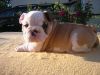 Adorable English Bull dog Puppies For Sale!