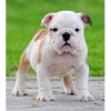 Healthy English Bulldog Puppies For Adoption