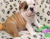 Healthy English bulldog puppies for re home